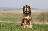 DOGUE DU TIBET 314